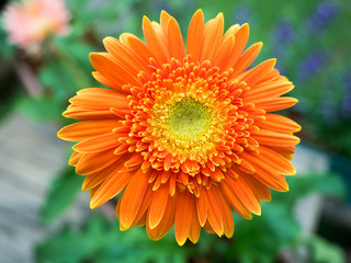Orange gerbera flower agaisnt green blurred background