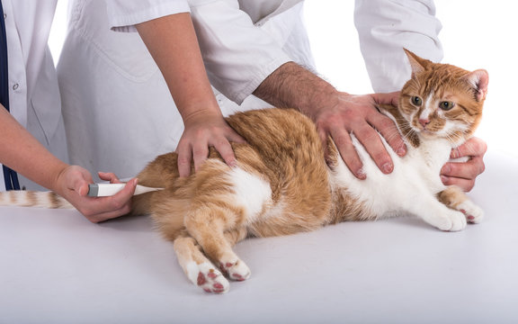 Veterinarian examining a cat