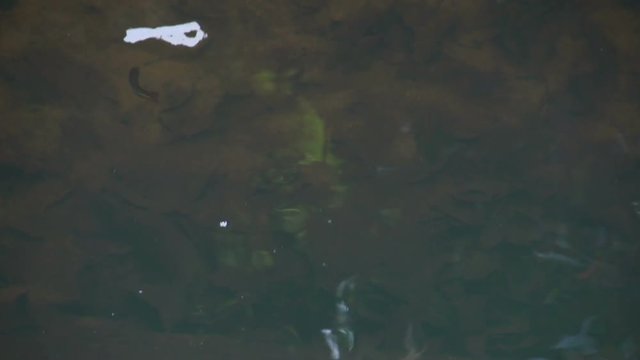 Little turtle swimming fast away in Mission Beach, Queensland, Australia.