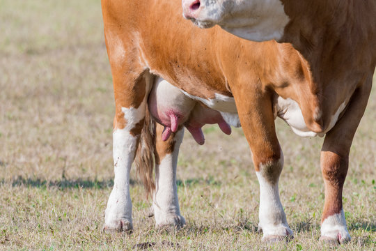 Milchkuh mit prall gef&uuml;lltem Euter - Kuhmilch