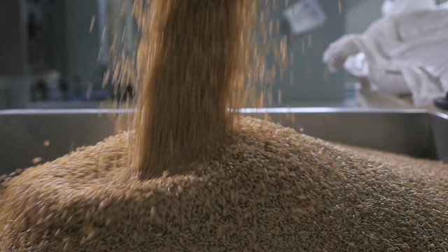 At the factory for sorting and packaging of cereals and grains. Worker pours into a special tank buckwheat, for further processing.