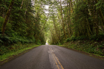 Fototapeta premium Hoh Rain forest Catedral