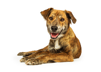 Happy Friendly Hound Lying on White