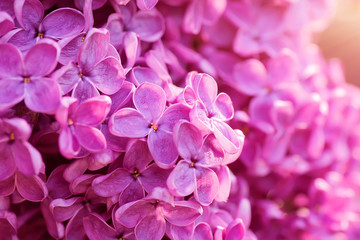 closeup purple lilac  flowers, natural abstract  soft floral background