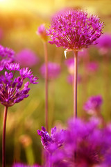 Fototapeta premium spring purple alllium flowers, natural abstract soft floral background