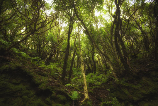 Bosque tropical en las Islas Canarias 