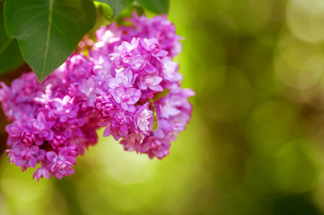 Obraz premium closeup flowering lilac tree branch, natural abstract floral background