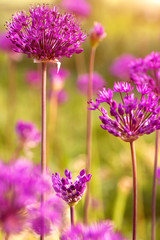 spring  purple alllium  flowers, natural abstract  soft floral background