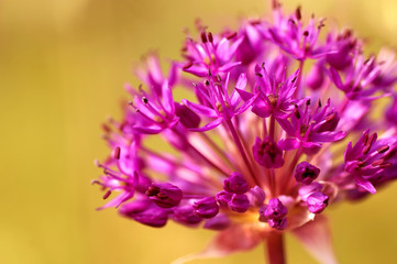 closeup purple allium flower, natural abstract  soft floral background