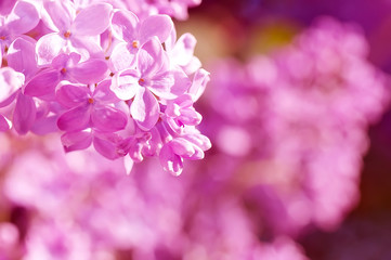 closeup pink lilac  flowers, natural abstract  floral background