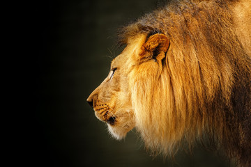 Profile Fierce Lion Dark Background