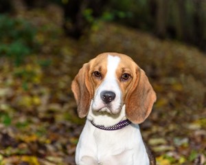 Beautiful, Brown And White Beagle Dog Puppy