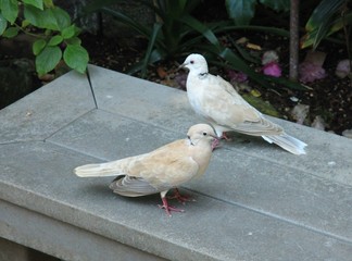 Two doves