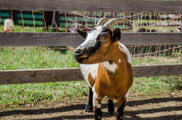 Tricolor goat in farm.
