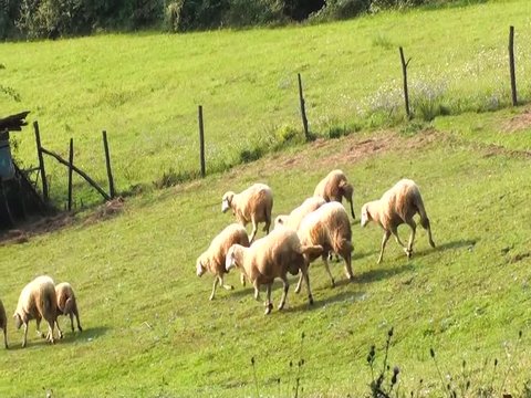 A group of sheep gazing, walking and resting on a green pasture. Idyllic picture of sheep which graze on green meadow. Serbia organic farm