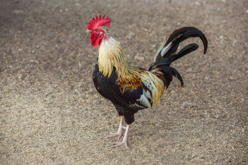 Red-brown color rooster walks around the farm. The symbol of the new year.