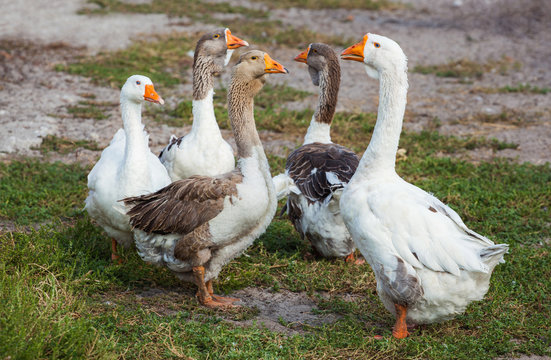 Flock of domestic geese walks and grazes in the corral for the animals and birds Farm. aviculture. Breeding animals at home.