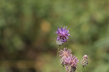 Beautiful nice flower in a good day