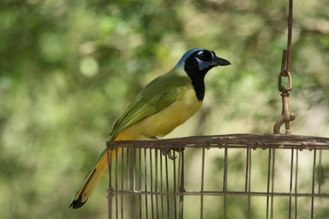 Great Kiskadee