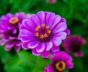 Obraz premium Flower purple Tsiniya