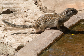Mexican gray squirrel