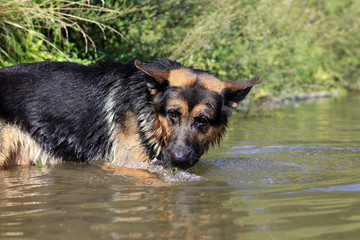 Dog german shepherd catches fish in water