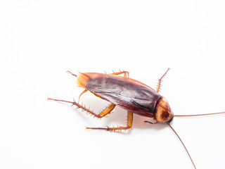 Cockroaches carry diseases that you have to eliminate.
