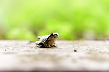 かえる（クローズアップ）