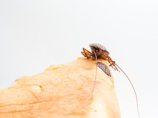 Cockroaches carry diseases that you have to eliminate.