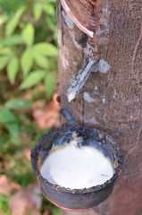 rubber tree background nature latex plant plantation white bowl milk forest fresh tropical crop drop stick green leaf farm bark