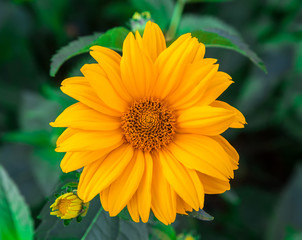   flowers Chrysanthemums Orange