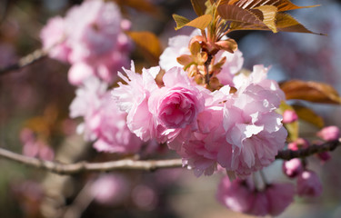 Tree with Pink Blossoms