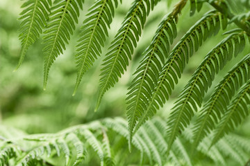 Fototapeta na wymiar Fresh green ferns background