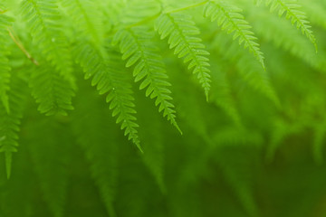Fresh green ferns background - 120739199