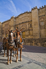 Horses outside la Mezquita, Cordoba, Andalusia, Spain