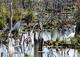 Egrets in a maine bog