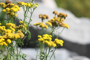 Tansy flowers