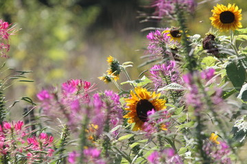 Cleome & Sunflowers