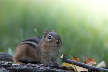 Adorable and cute Eastern Chipmunk (Tamias striatus) stands at attention in a soft woodland scene 