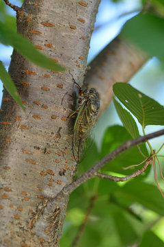 A kind of Japanese cicada-Cryptotympana facialis- is perched on cherry stem in July.