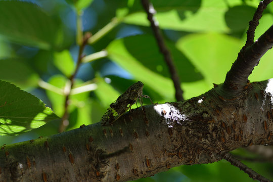 A Japanese small cicada-Platypleura kaempferi- perched on a cherry tree in July.
