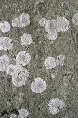 白い斑点のある石