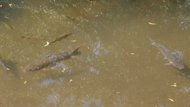 Pond shallow water full of common domesticated Koi carp 4K 2160p 30fps UltraHD footage - Cyprinus carpio fish mixed species relaxing background in nature 3840X2160 UHD video