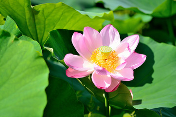 蓮の花