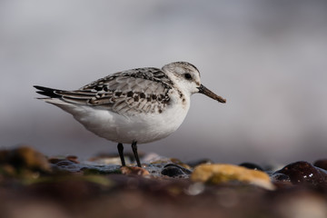 Sanderling, Calidris alba