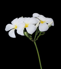 White plumeria flower isolated