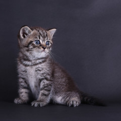 tabby kitten sitting on black background