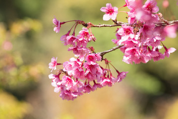Obraz premium Sakura, Cherry blossom on blurred green background, Pink flowers on blurred green background , Selective focus
