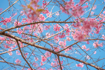 Sakura, Cherry blossoms on blue sky background, Pink flowers on blue sky background, Selective focus