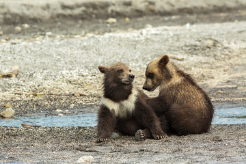 Obraz premium Funny brown bear cubs on the shore of Kurile Lake.